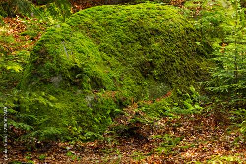 Quadro su tela stone covered with moss in forest natural background object
