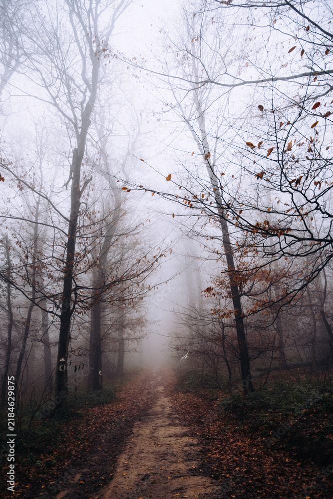 Fototapeta premium Foggy forest path leading through autumn trees