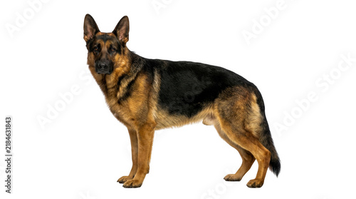 Foto Adult german shepherd dog standing and looking at the camera isolated on transpa