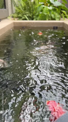 Tamasaba Goldfish Swimming in Tranquil Garden Pond Water, Peaceful Aquatic Fish Scene with Rippling Surface and Lush Green Foliage Anew