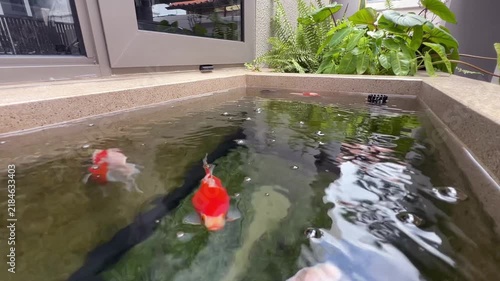 Tamasaba Goldfish Swimming in Indoor Pond Water Reflection with Lush Tropical Plants and Peaceful Ornamental Setting beside Outdoor Fish Pond