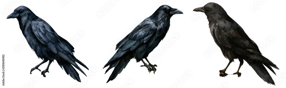 Fototapeta premium Three watercolor black ravens or crows flying and perching, symbolizing mystery, wisdom, death, or halloween, isolated on a white background, creating an eerie graphic element