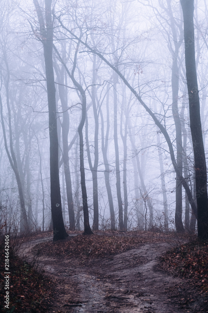 Fototapeta premium Foggy forest path diverging in mysterious woods