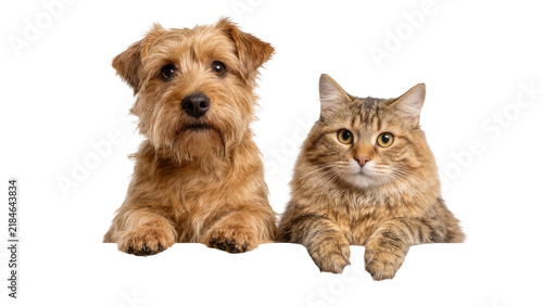 Cuadro en lienzo Norfolk Terrier dog and tabby cat peeking over a surface, isolated on transparen