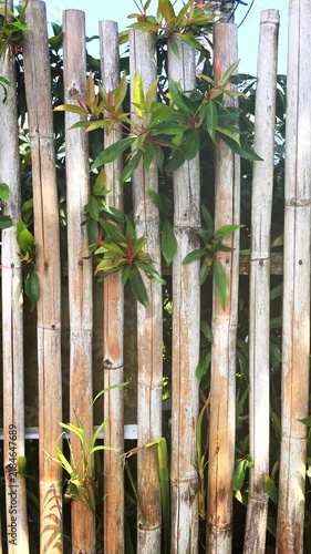 Weathered bamboo fence shifts slightly under daylight, framed by glossy garden leaves and stems. Rustic bamboo fence lends natural tropical style to tranquil outdoor setting, while slats show aged