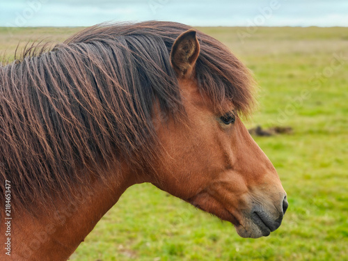 Quadro su tela Side Profile of Chestnut Icelandic Horse Head