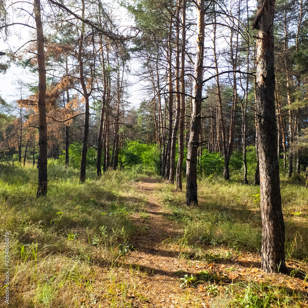 Fototapeta premium Sun-dappled pine forest interior with warm, low-angle light filtering through orange-barked trees. Ground is dry grass and a faint path. Deep blue sky above creates strong vertical lines.