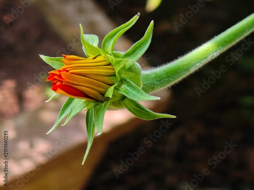 Obraz na plátně A close-up macro photograph of a colorful flower bud beginning to open, revealin
