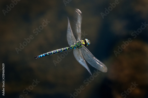 Blaugrüne Mosaikjungfer / Aeshna cyanea