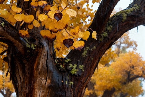 Close-up of a tree with golden autumn leaves and textured bark