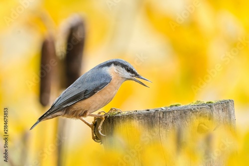 Quadro su tela A eurasian nuthatch in the nature habitat