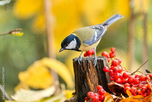 A beautiful great tit in autumn. Parus major.  A great tit sits on a tree stump. 