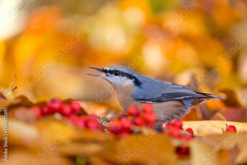 Konstfotografi A eurasian nuthatch in the nature habitat