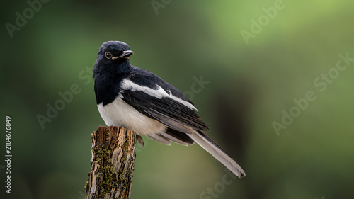 Oriental Magpie-Robin, Copsychus saularis, Male, perched on a weathered tree stump, displaying its distinctive black-and-white plumage and long tail against a soft green natural background, copyspace