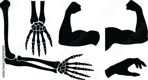 Human arm anatomy silhouette set featuring skeleton, hand bones, and muscular flexing biceps