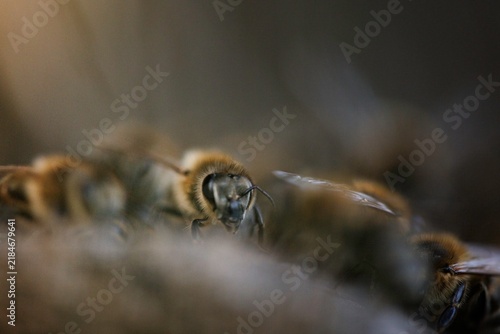 Принти на полотні Bees in a hive displaying their essential role in pollination demonstrating thei