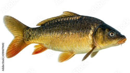Fotografie Common carp fish with golden scales and orange fins, isolated on transparent bac