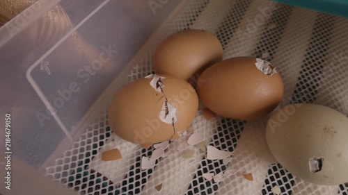 Newborn chick slowly breaking and pecking its way out of a brown eggshell inside a farm incubator, showing the beginning of life and the hatching process from a fragile egg