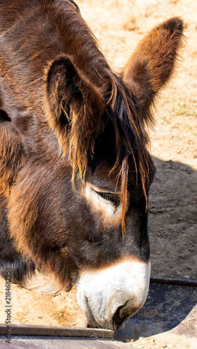 Fotografie Detailed close-up image of domestic animal, brown donkey head and face, with whi