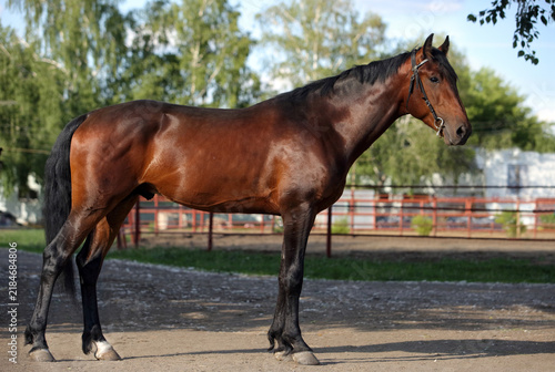 Bay sportive breed horse in open paddock