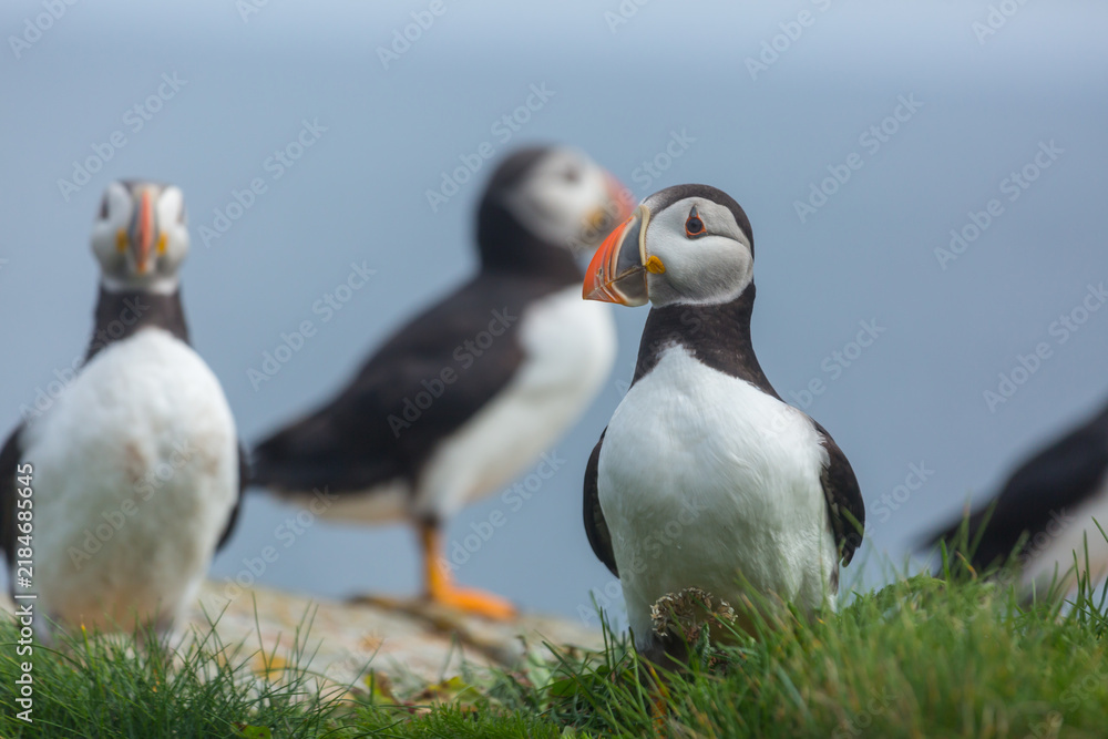 Fototapeta premium Puffin