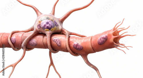 Microscopic 3d render of neuron soma attached to myelinated nerve fiber segment