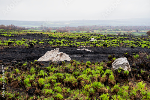 фотографія 260905 - High Fens, Signal de Botrange, Belgium: Purple moor-grass (Molinia caerulea) sprouts from charred tussocks - the first rapid, highly flammable regeneration on burnt peatland