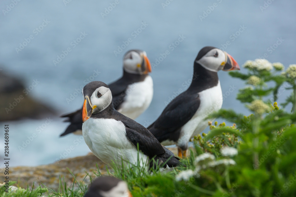Fototapeta premium Puffin