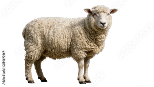 Fluffy white sheep with thick wool standing alert, isolated on transparent background