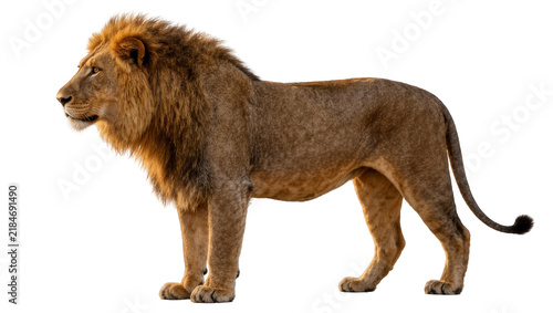 Photography Majestic male lion with golden mane standing alert, isolated on transparent back