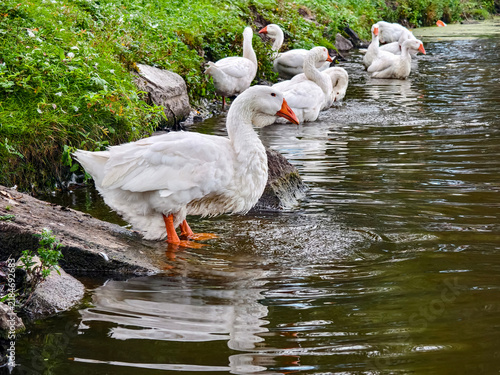 Bild auf Leinwand Group of geese near river bank enjoying the water in a green area during daytime
