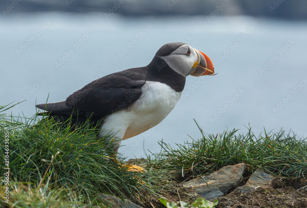 Obraz premium Puffin