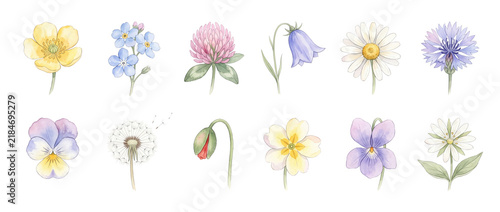 Wildflower watercolor floral set illustration featuring hand painted field flowers like daisy dandelion clover forget me not isolated on black background for vintage botanical design and spring clipar