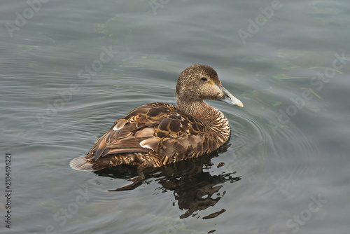 Eiderente (Somateria mollissima) Weibchen