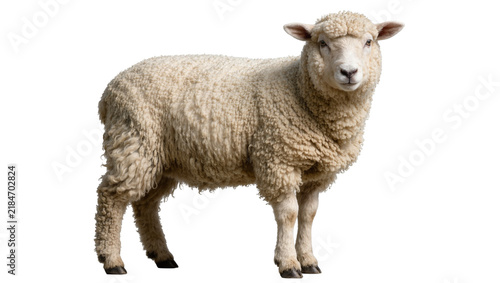Fluffy sheep with thick woolly fleece, isolated on transparent background