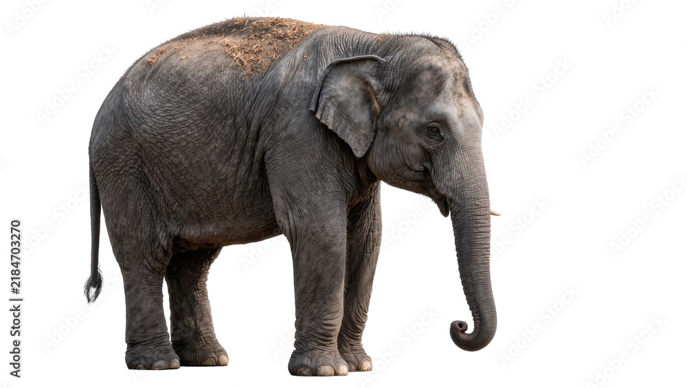 Obraz premium Large grey elephant with curled trunk, isolated on transparent background