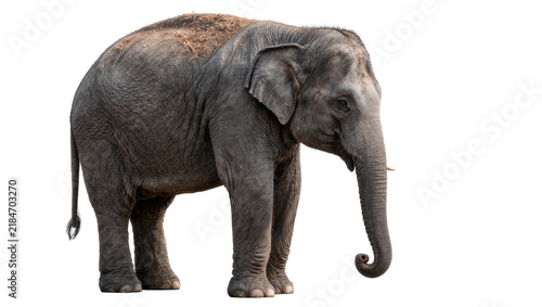 Fotografía Large grey elephant with curled trunk, isolated on transparent background