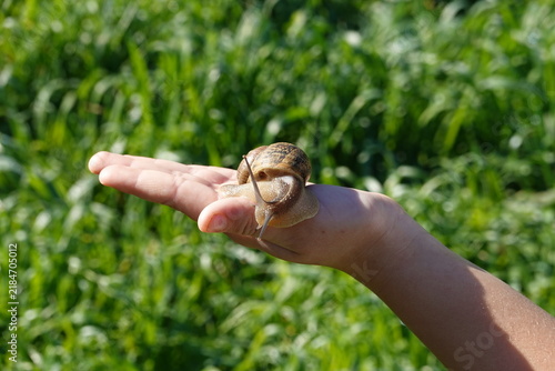 Large Garden Snail Crawling on Human Hand Outdoors