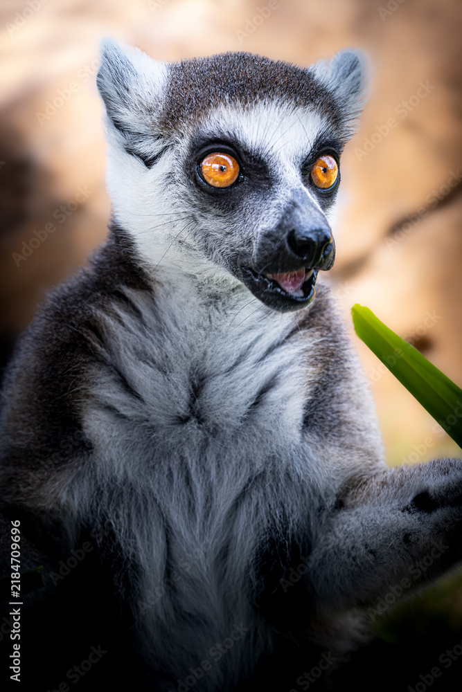 Obraz premium Curious Gaze of a Ring-Tailed Lemur