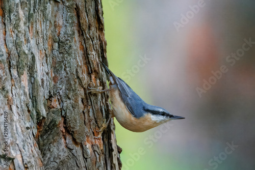 Obraz na plátně A close-up of an Eurasian nuthatch (Sitta europaea) clinging upside down onto a tree trunk in a perpendicular pose on a cloudy autumn day, side view