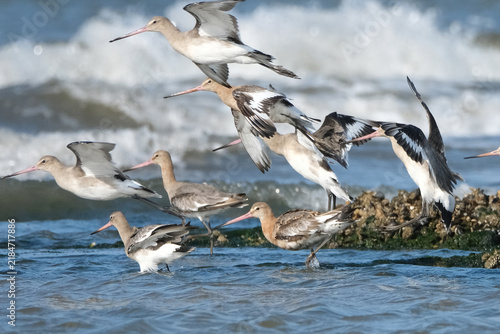 Obraz na płótnie Flock of Black-tailed godwits feeding and flying over the sea, migratory shorebi