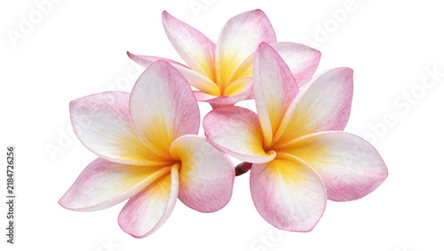 Three delicate pink and yellow plumeria flowers, isolated on transparent background