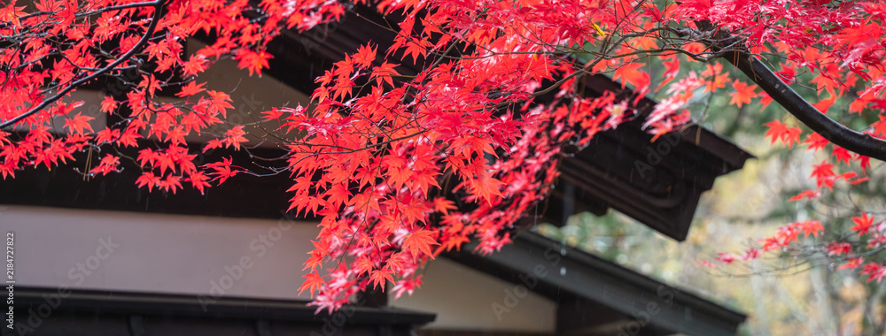 Obraz premium Beautiful autumn maple tree leaves with orange and red foliage against blue sky.