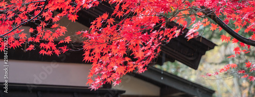 Beautiful autumn maple tree leaves with orange and red foliage against blue sky.