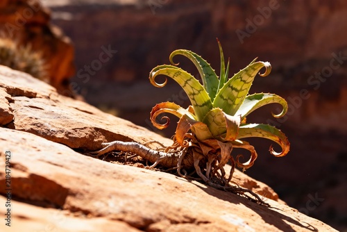 Aloe vera plant growing on rocky terrain in a desert landscape