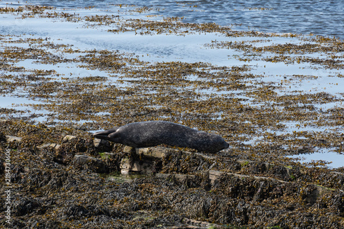 Foto Wild Atlantic seal resting and basking in the sun on a rocky shore in Orkney Islands, Scotland