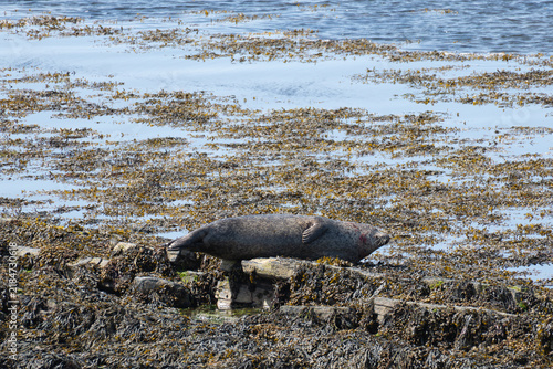 Foto Wild Atlantic seal resting and basking in the sun on a rocky shore in Orkney Islands, Scotland