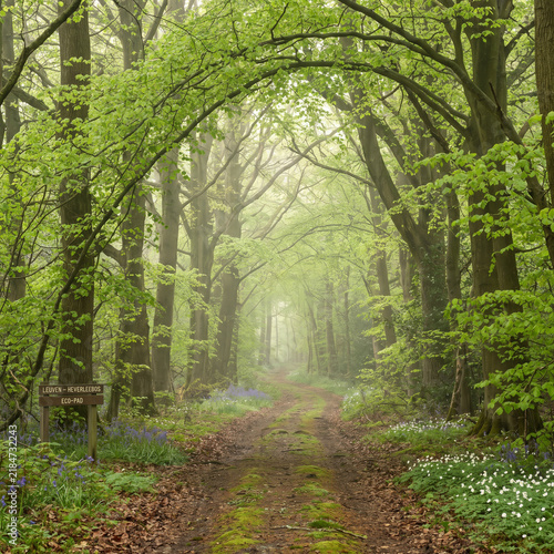 Walkway in a green spring beech forest in Leuven, Belgium. Beautiful natural tunnel. Atmospheric landscape. Eco tourism, travel destinations, environmental conservation, pure nature