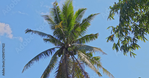 Obraz na plátne Coconut palm tree (Cocos nucifera) swaying in wind against blue sky, tropical island environment, nature documentary background, slow motion