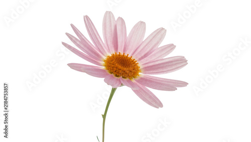 Delicate pink daisy flower with orange center, isolated on transparent background